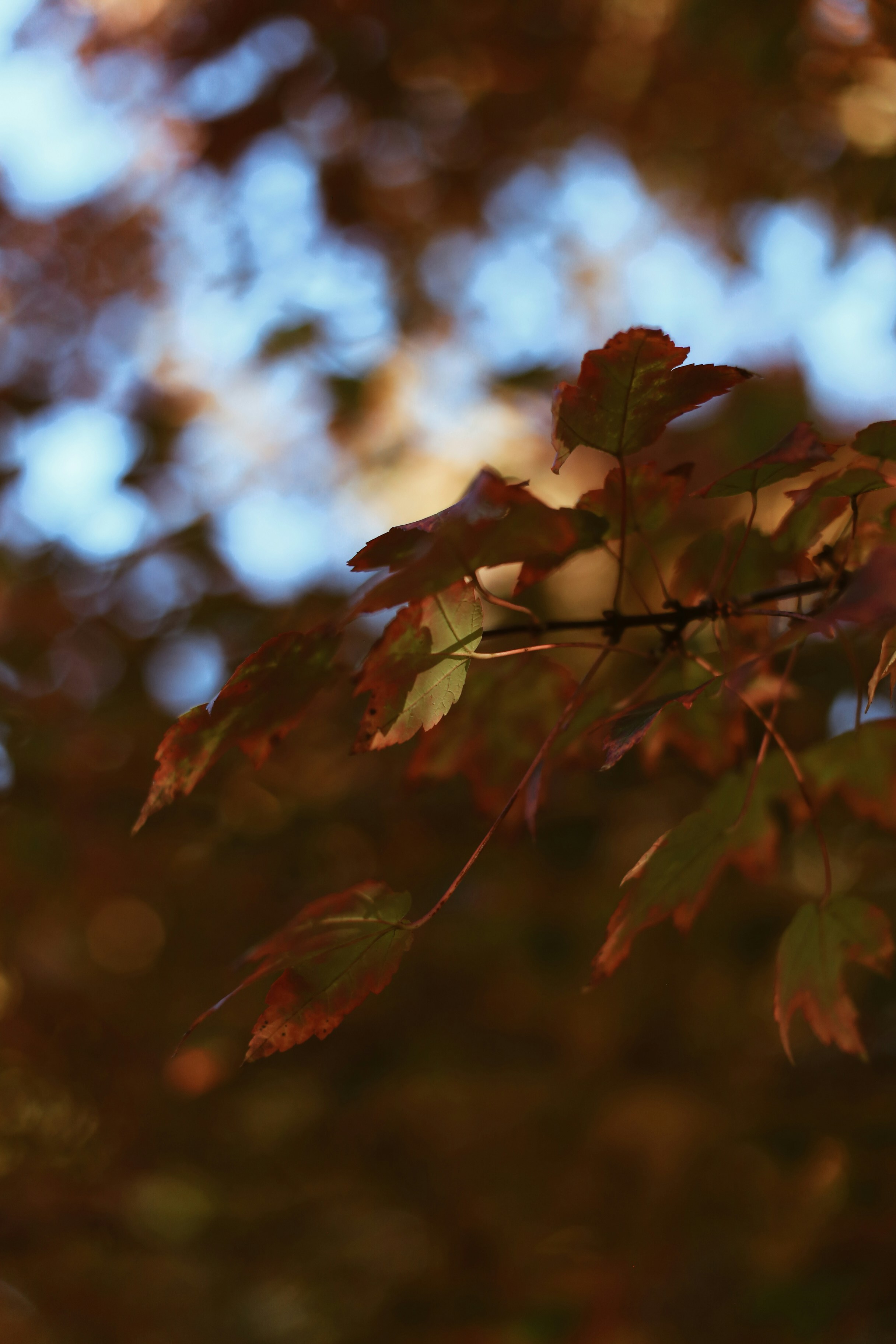 Photo by jessicalfadel