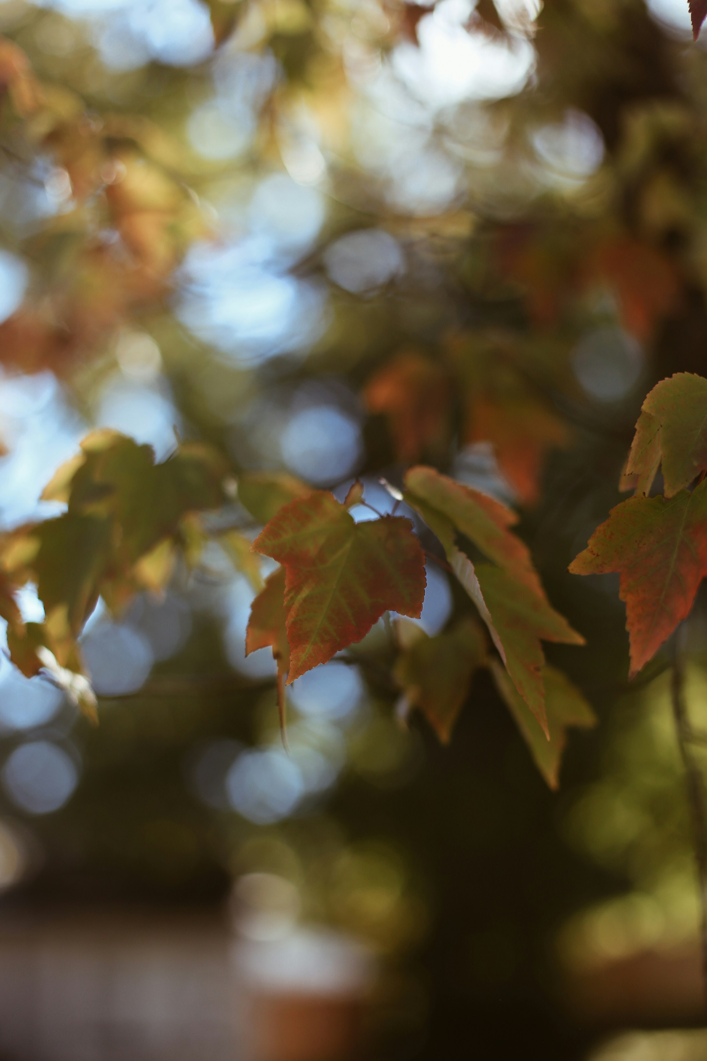 Photo by jessicalfadel