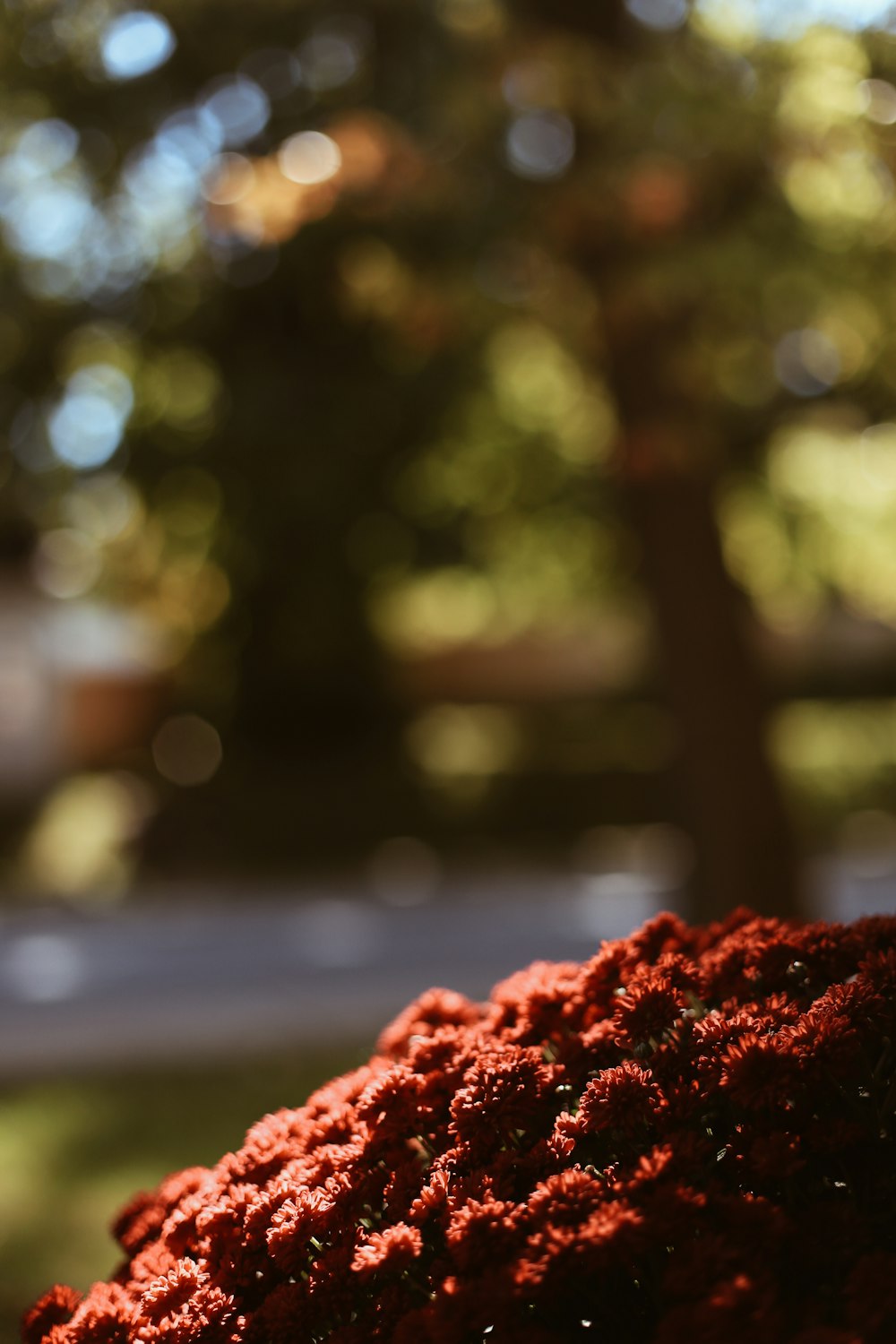 a close up of a red plant with a tree in the background