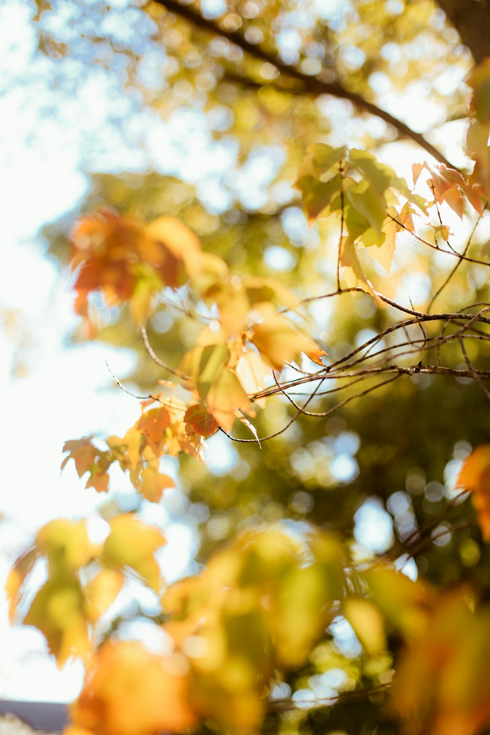 a bird is perched on a tree branch