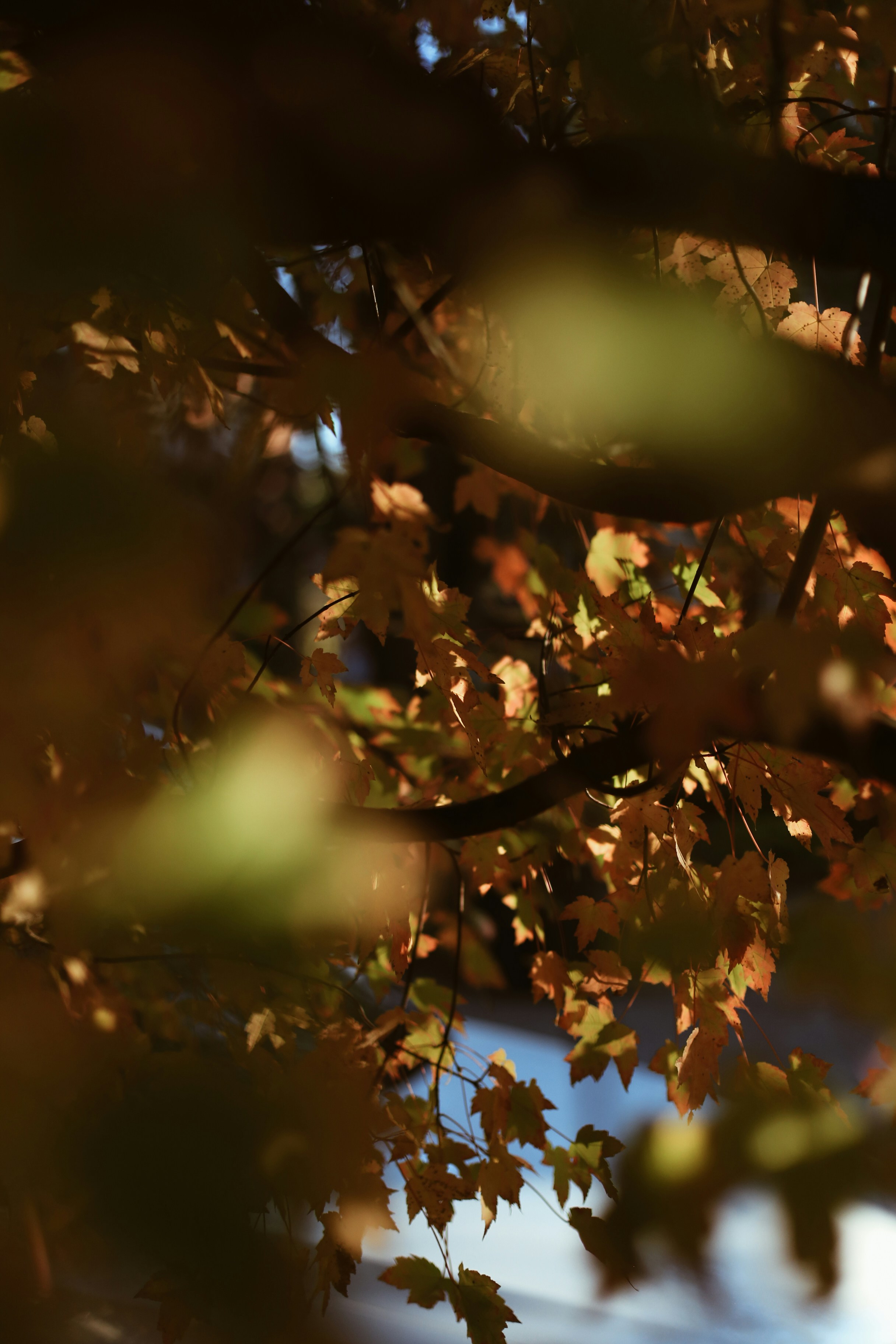 Photo by jessicalfadel