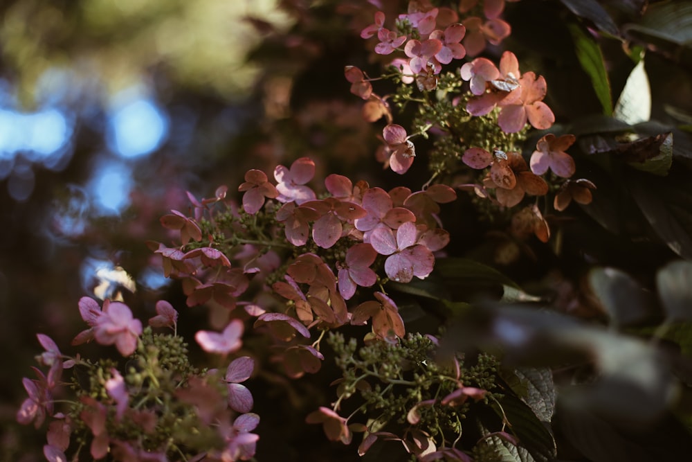 a close up of a bunch of flowers on a tree