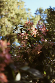 Close-up of vibrant tropical plants and butterflies fluttering around a blooming flower.