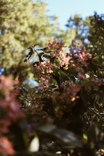 A close-up view of vibrant pink flowers with butterfly wings visible, surrounded by lush green foliage. The background features blurred trees and a bright blue sky.