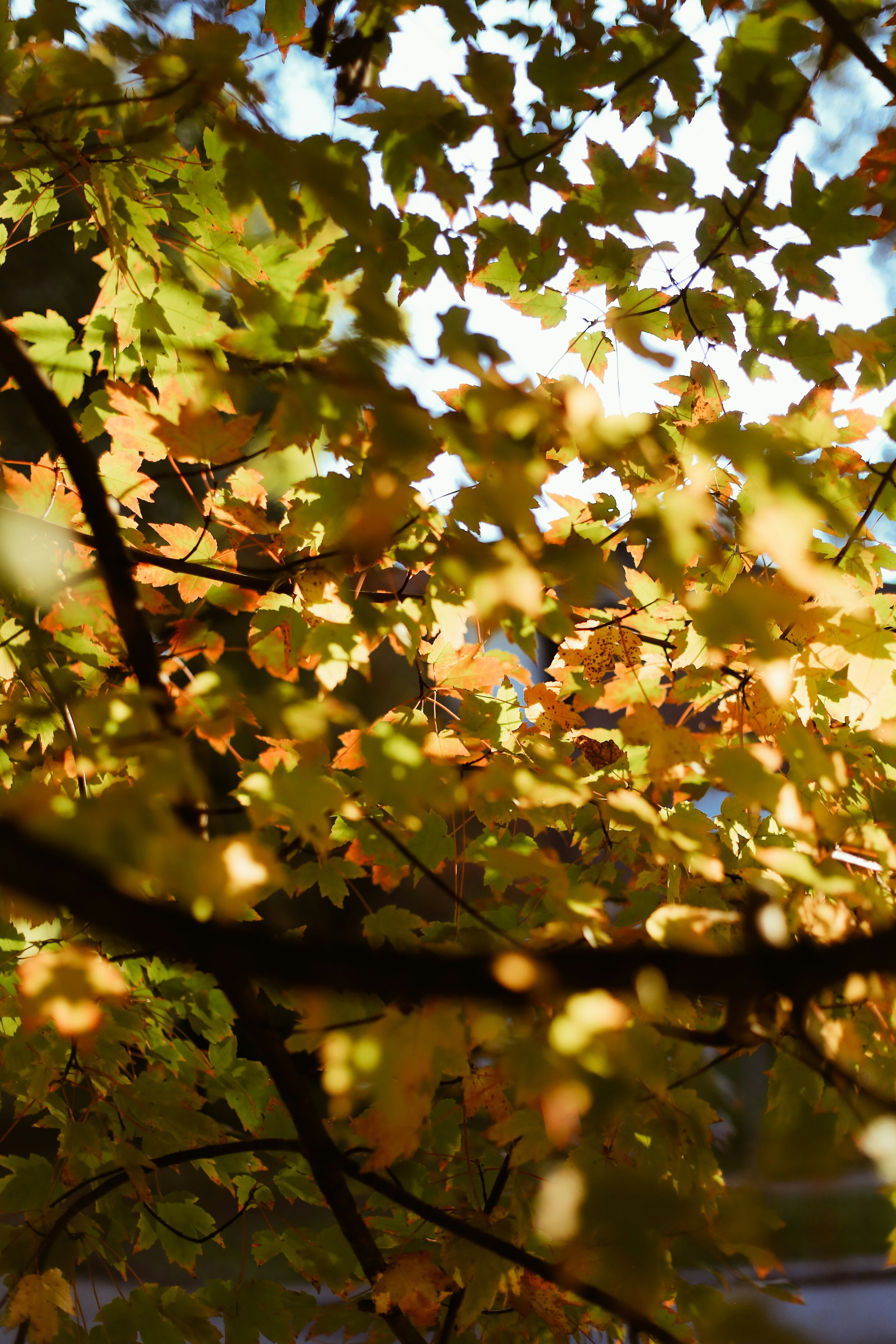 Photo by jessicalfadel