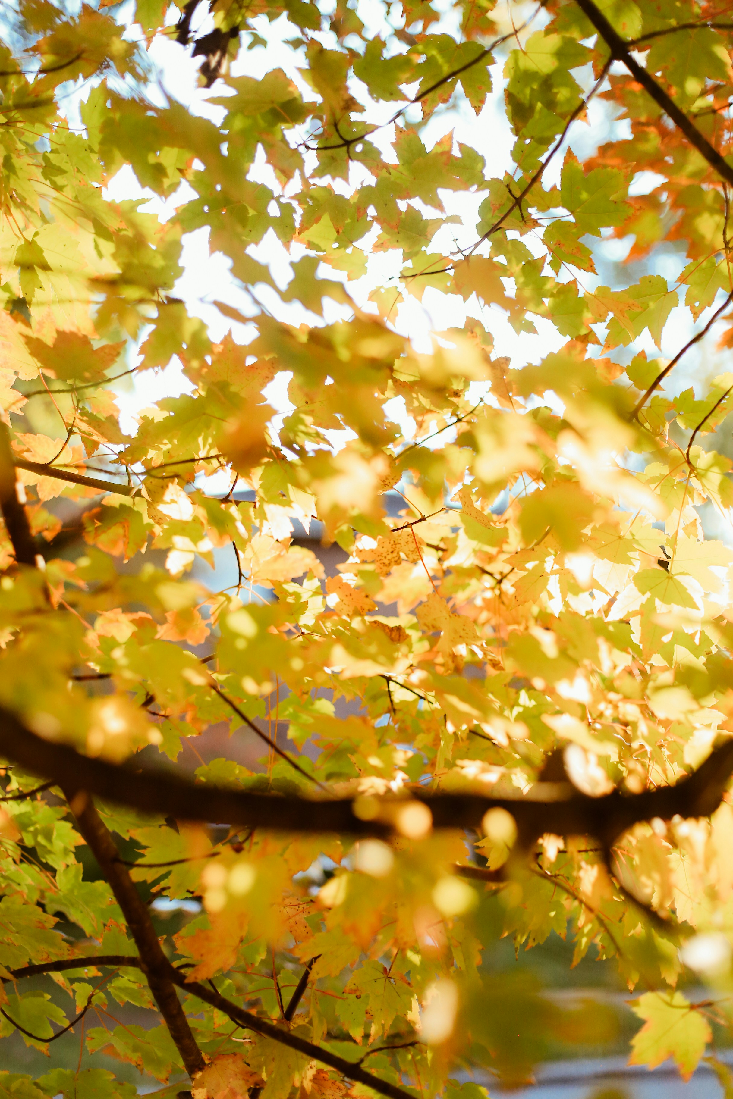 Photo by jessicalfadel