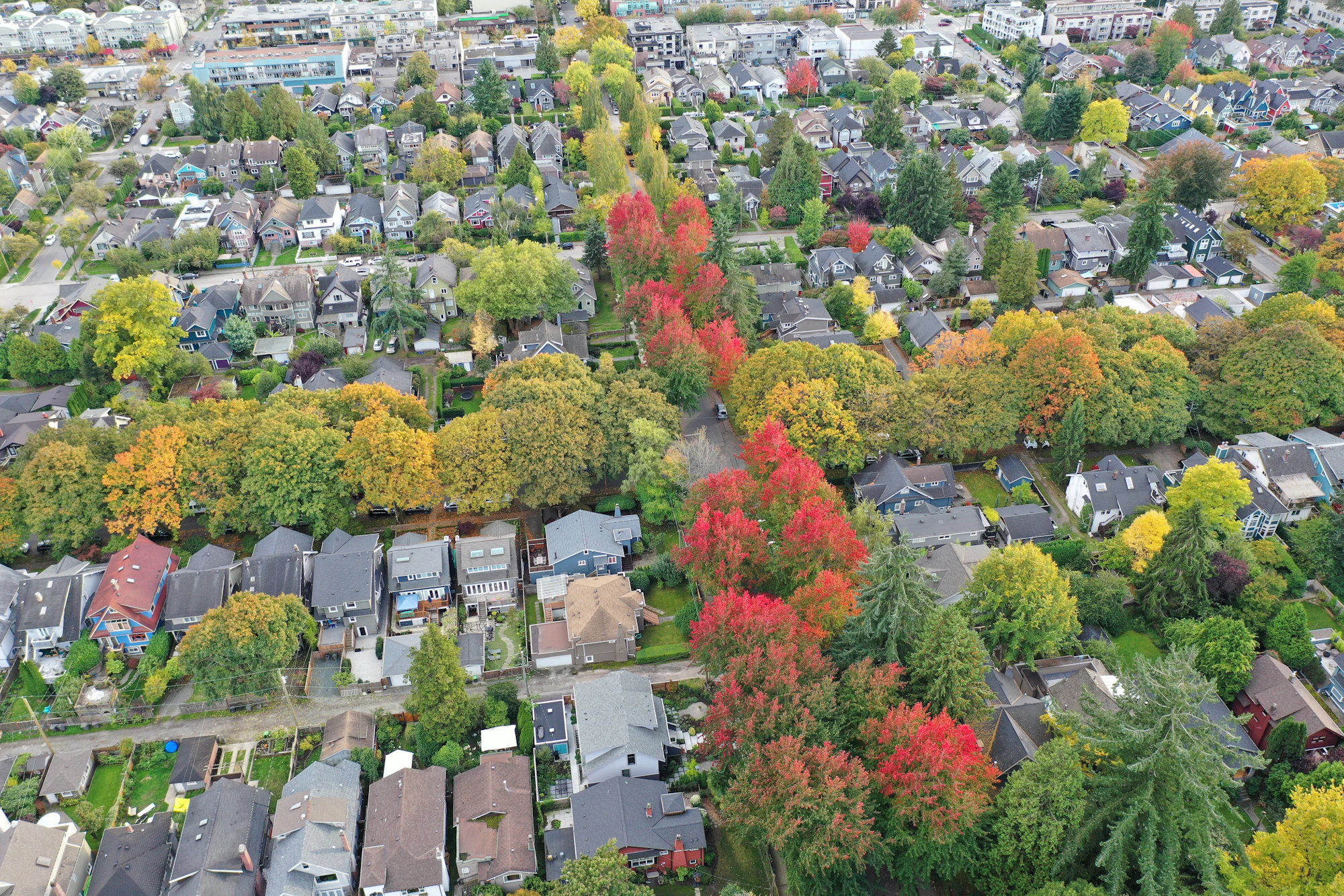 A leafy neighborhood with red maples seen from above