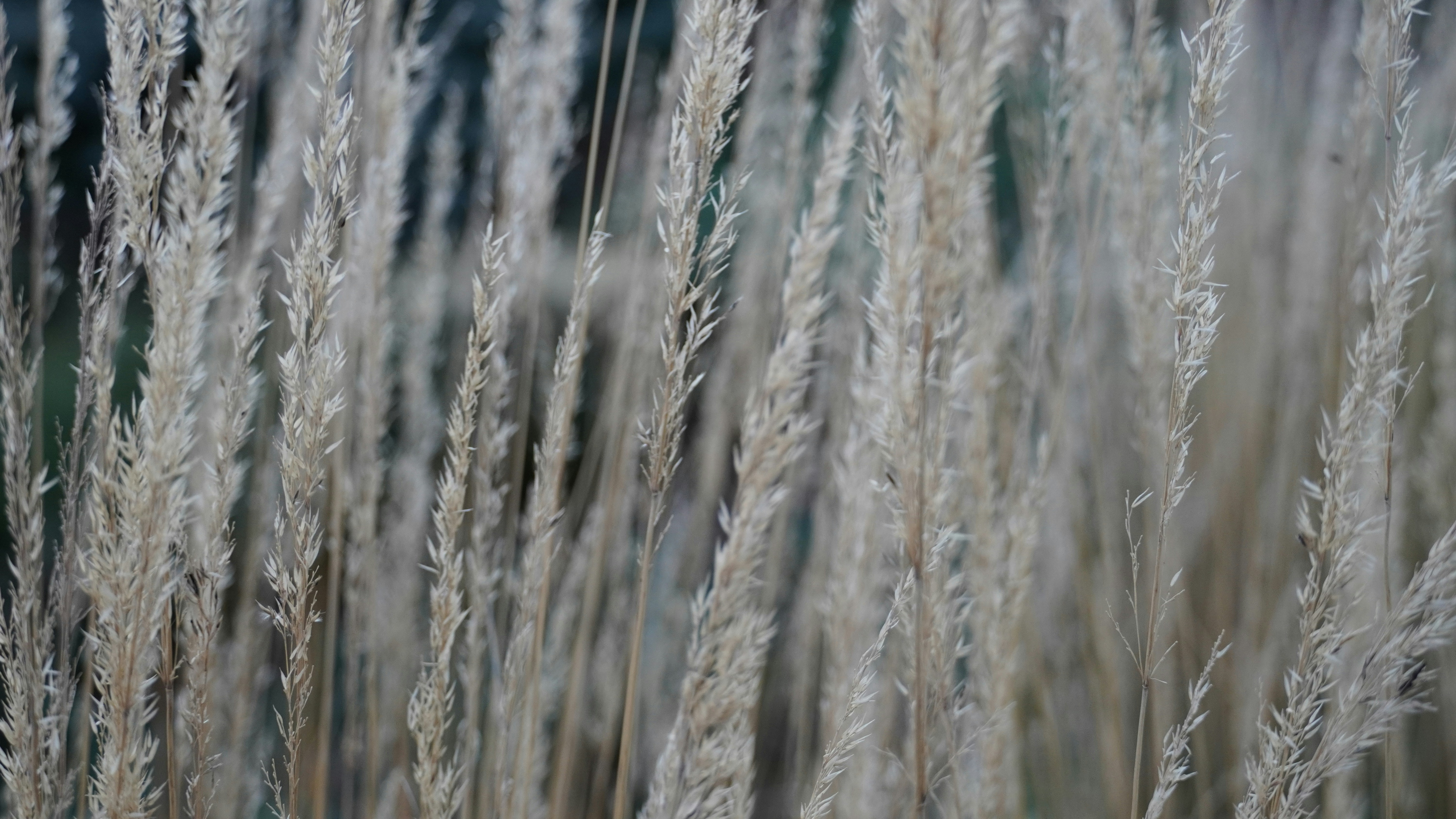 Photo by calecrunchy