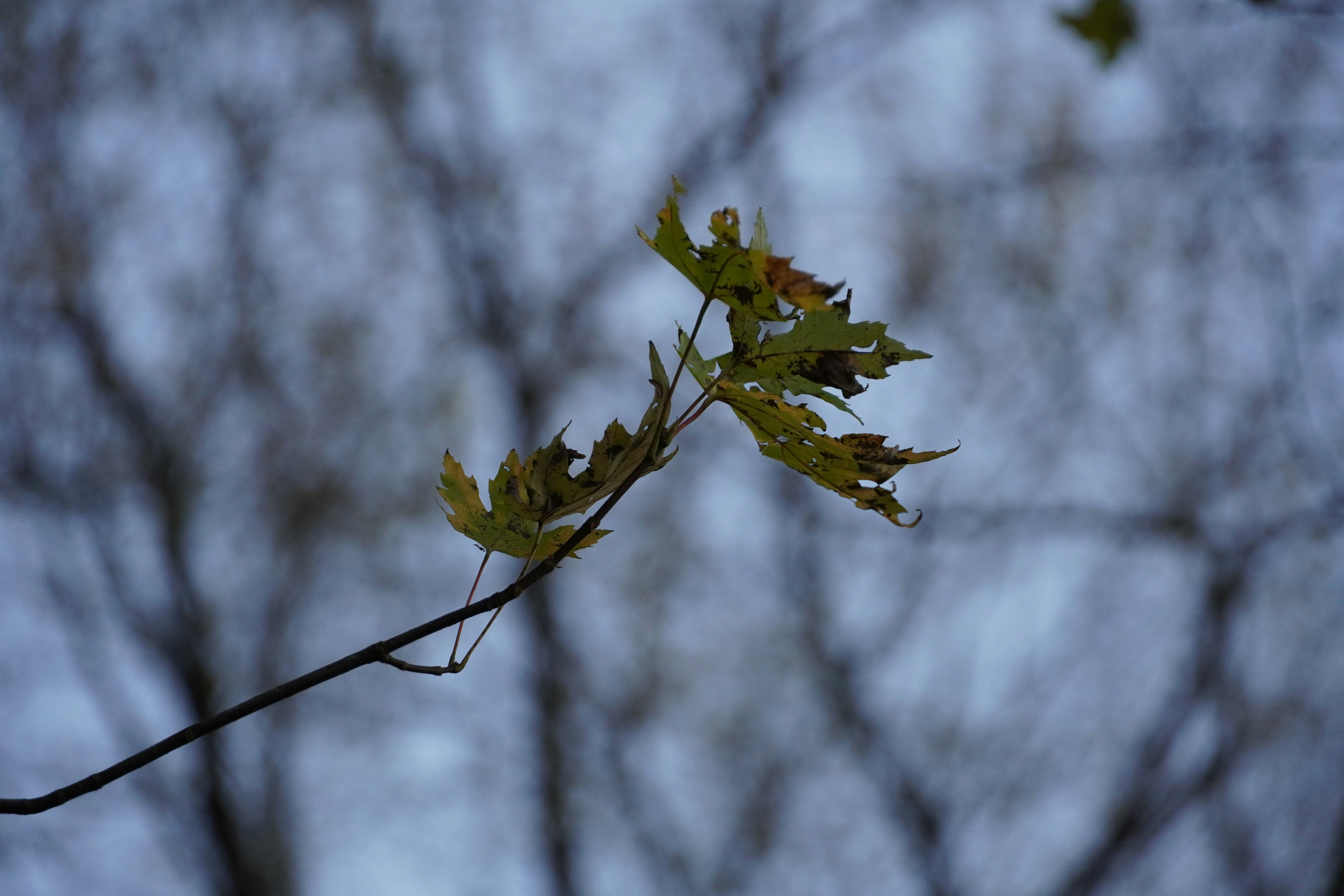 Photo by calecrunchy