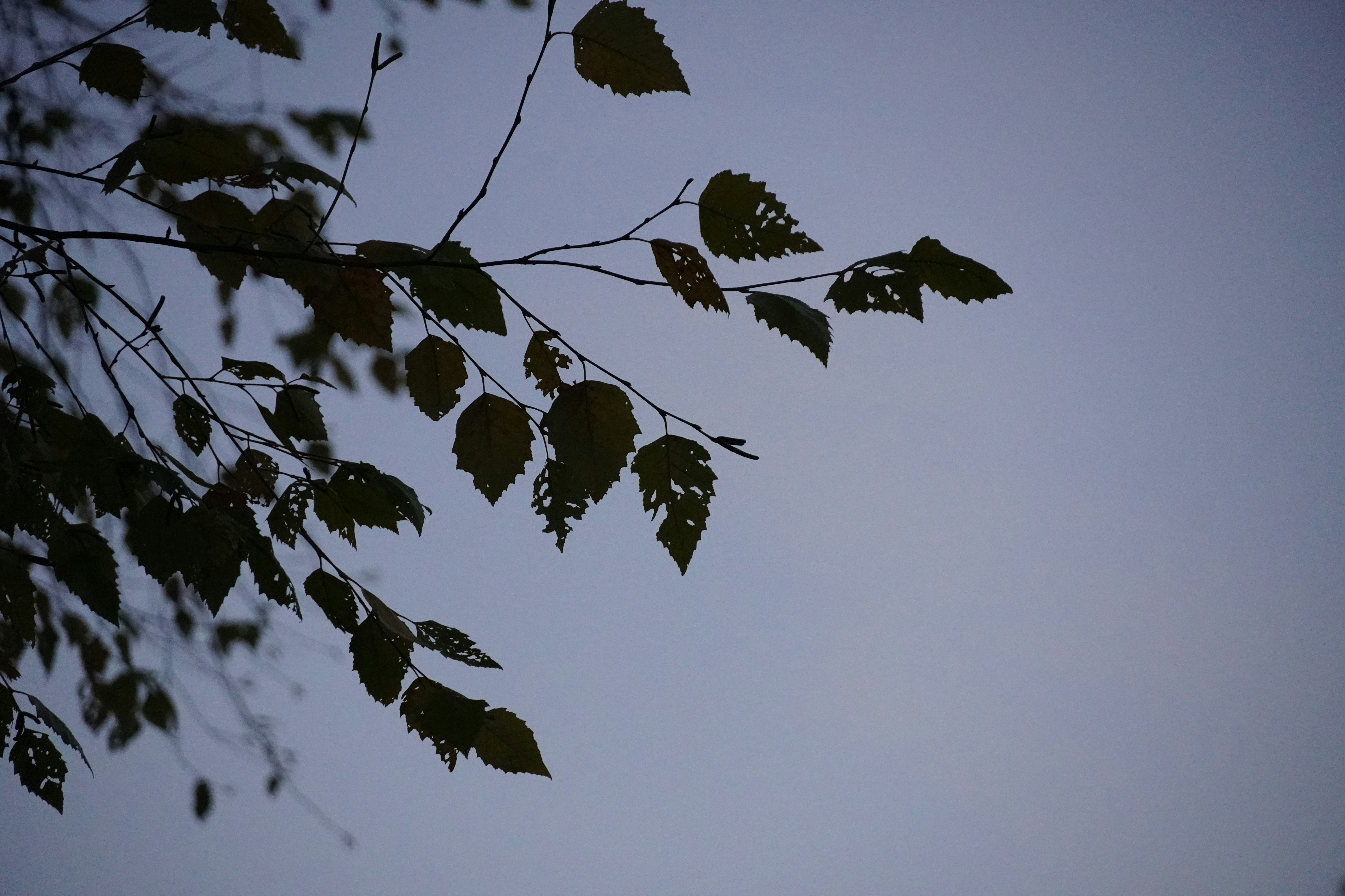 Photo by calecrunchy