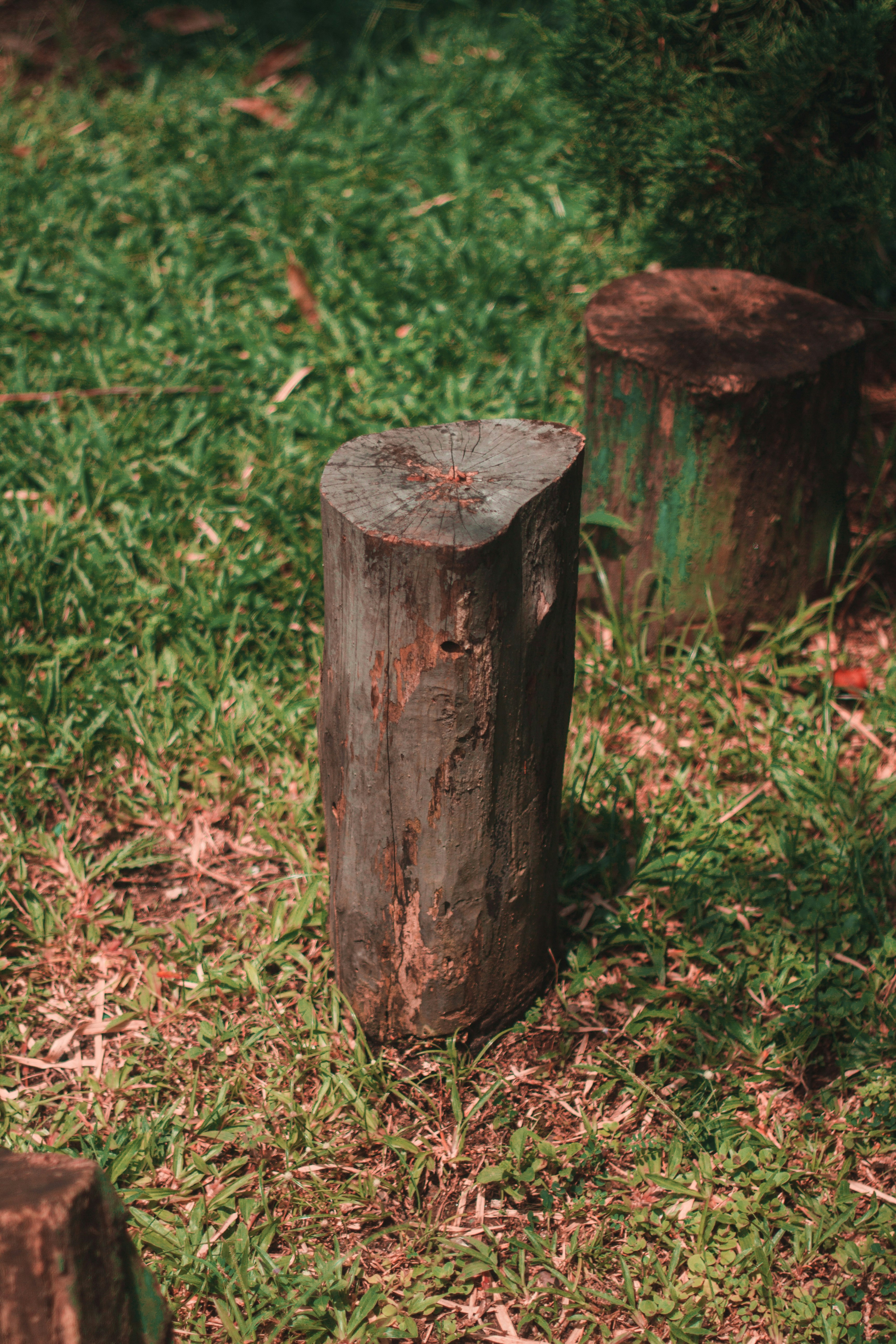 a couple of logs sitting on top of a lush green field