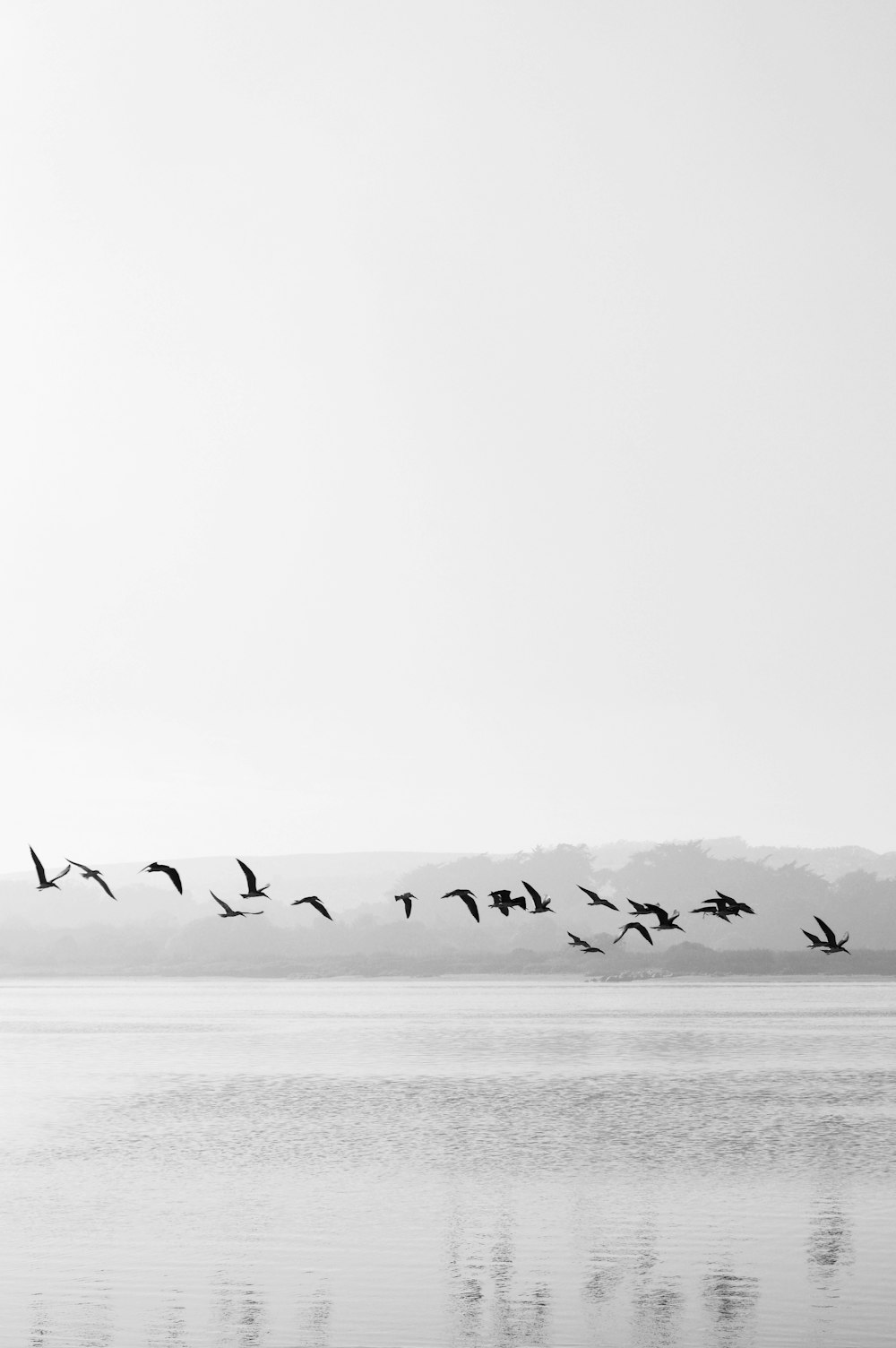 a flock of birds flying over a large body of water