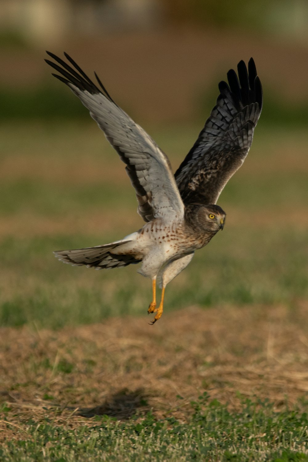 a bird of prey flying in the air