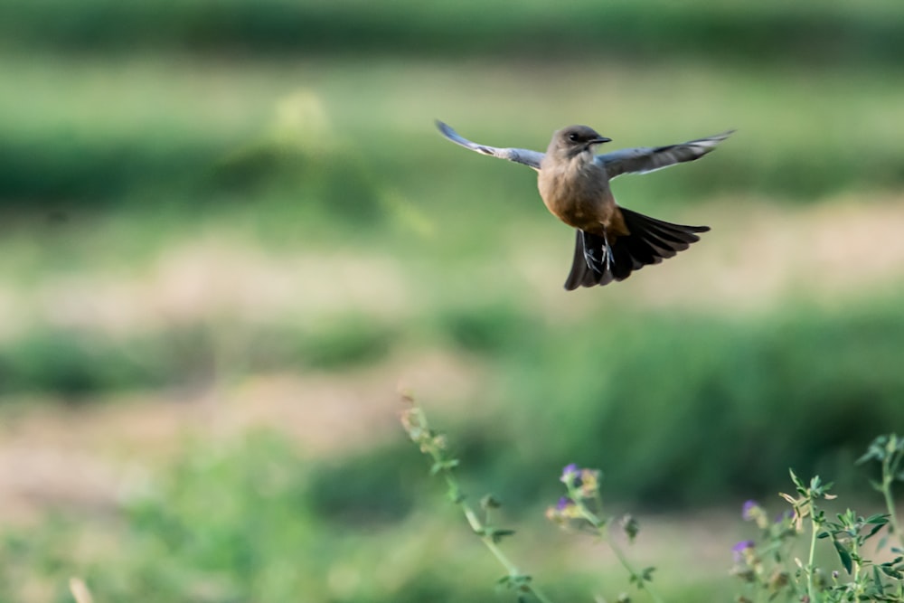 a small bird flying over a lush green field