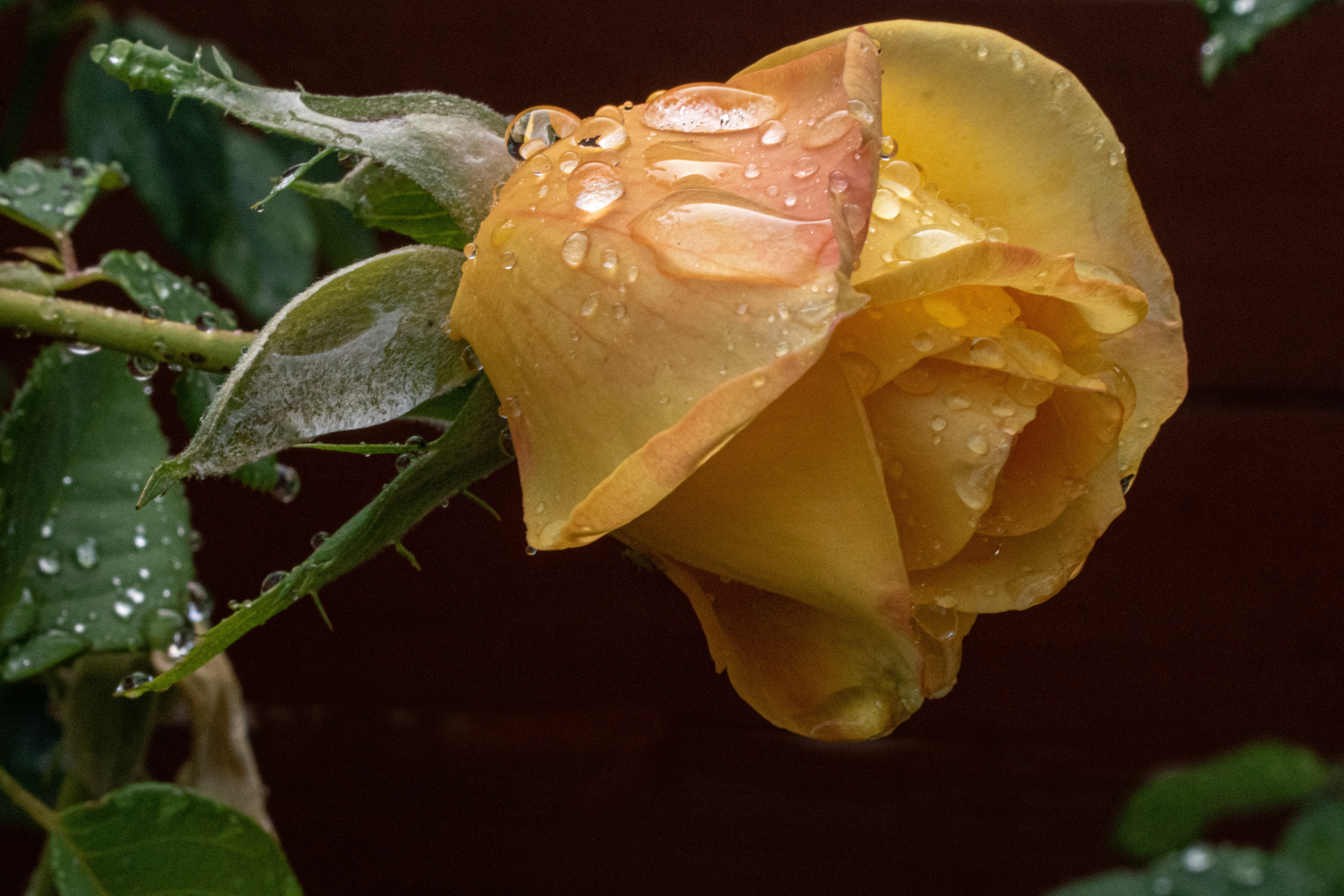 Photo by elisastonephotography