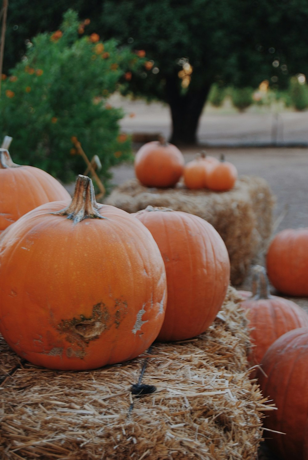 a bunch of pumpkins that are sitting on some hay