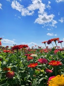 A vibrant field of blooming flowers under a bright sky, evoking renewal.