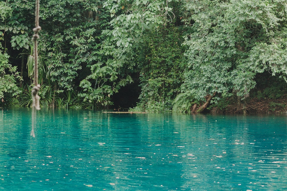 a body of water surrounded by trees