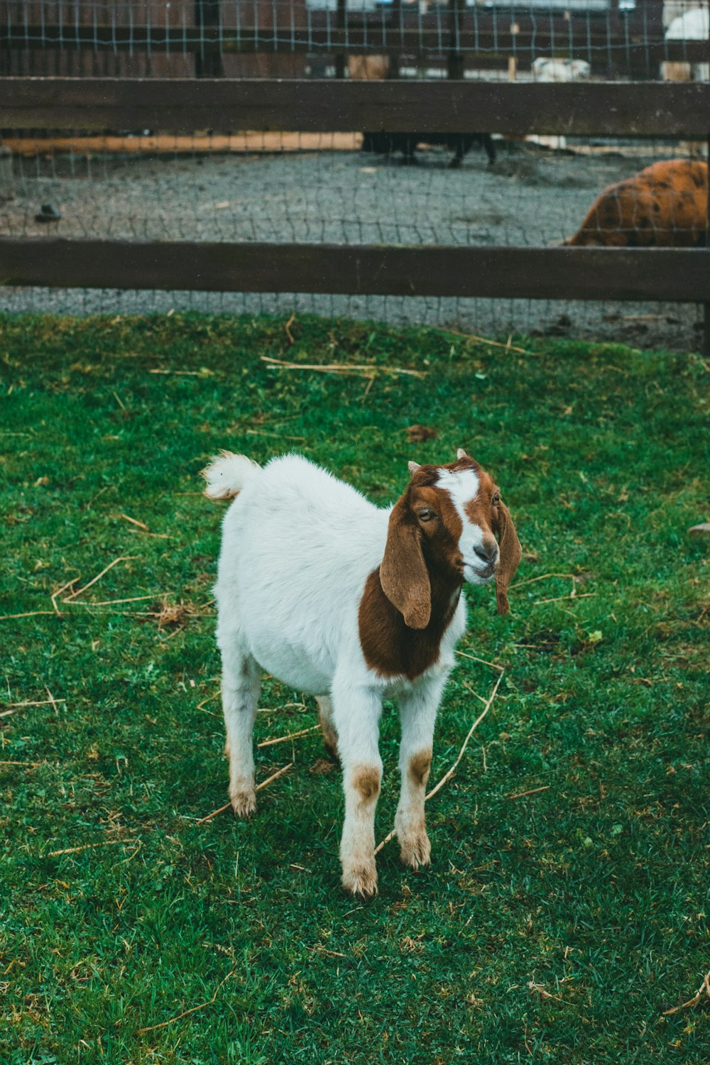 a small goat standing on top of a lush green field