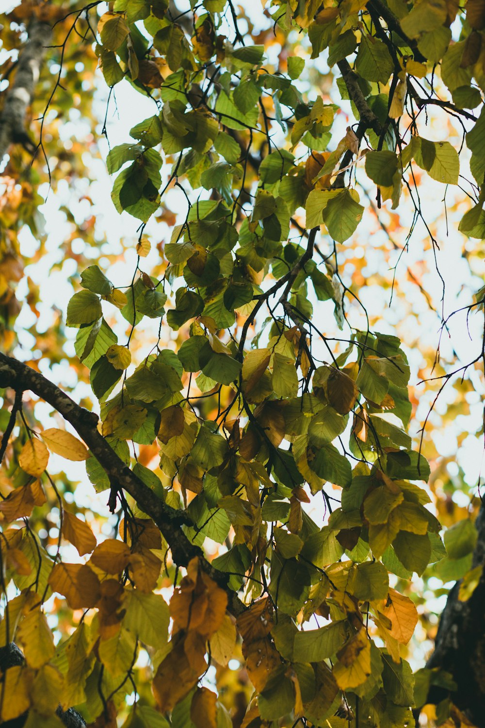 a tree with lots of leaves on it