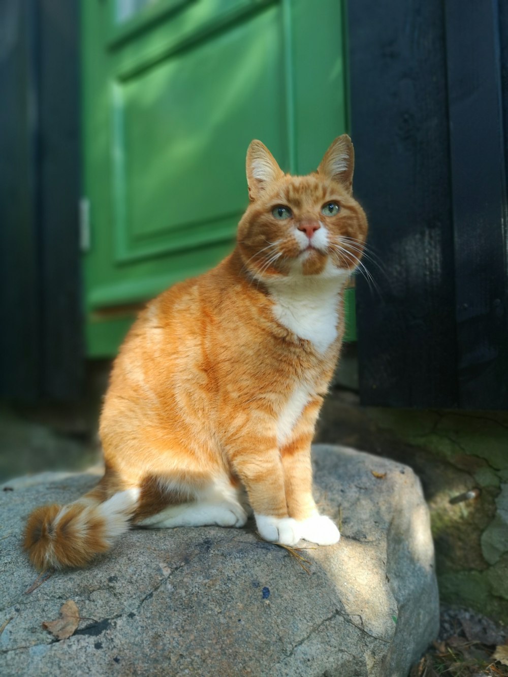 an orange and white cat sitting on top of a rock