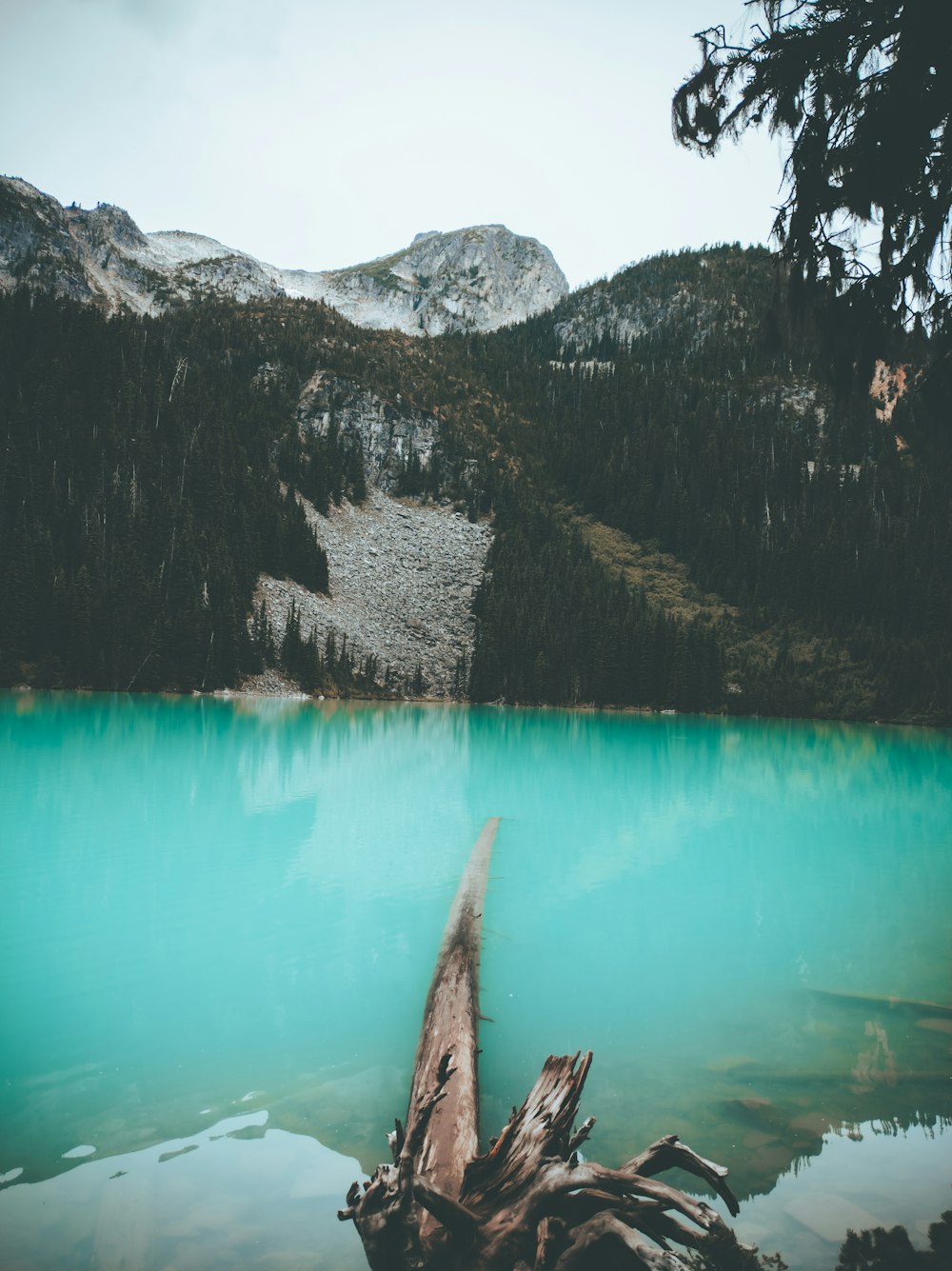 a tree stump sticking out of the water