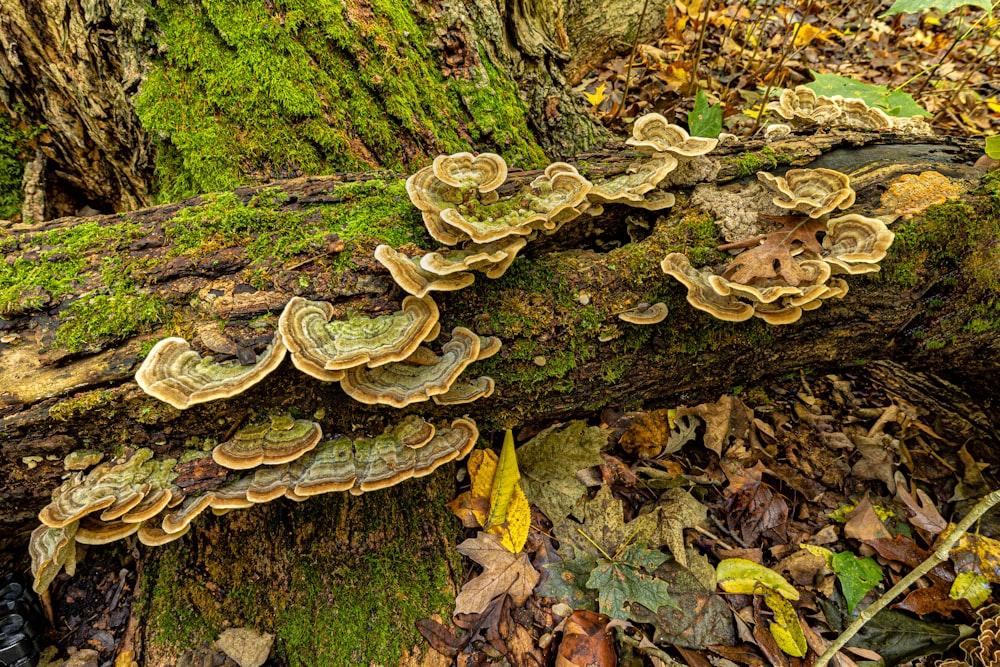 a group of mushrooms that are on a tree