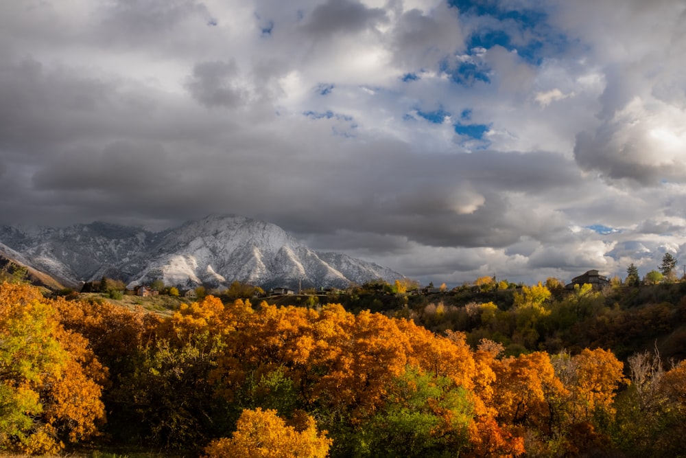 a scenic view of a mountain range with trees in the foreground