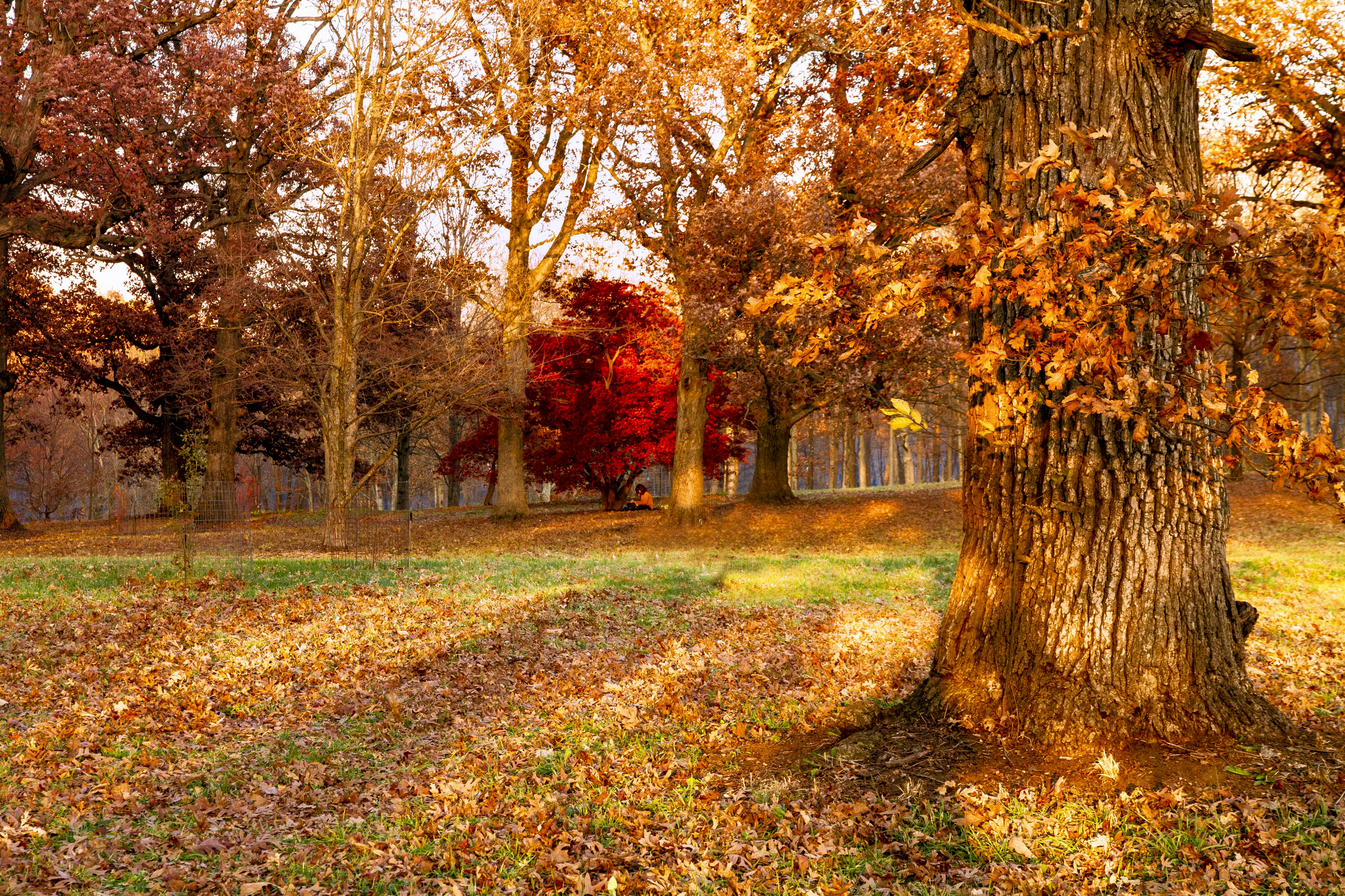 Late sun streams through the grove of Oak trees with a distant red Japanese Maple tree.