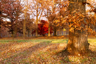 a tree in a park with lots of leaves on the ground