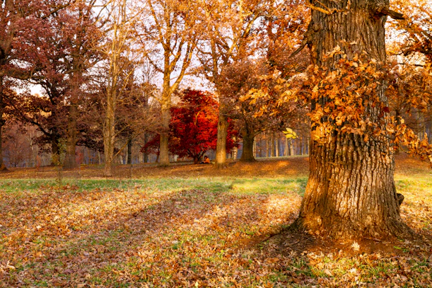 a tree in a park with lots of leaves on the ground