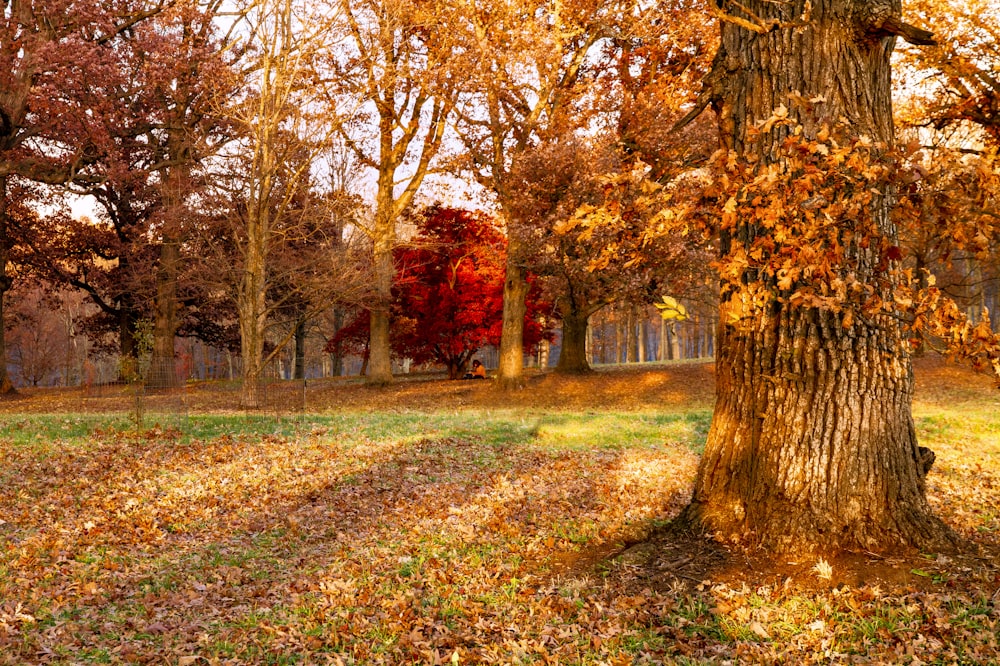 a tree in a park with lots of leaves on the ground