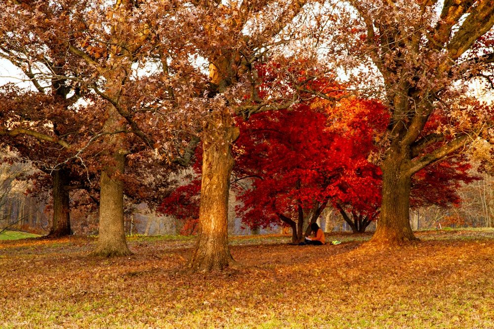 a couple of trees that are in the grass