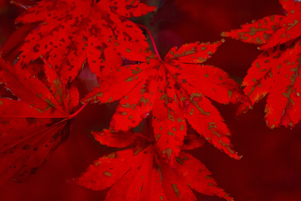 a close up of red leaves on a tree