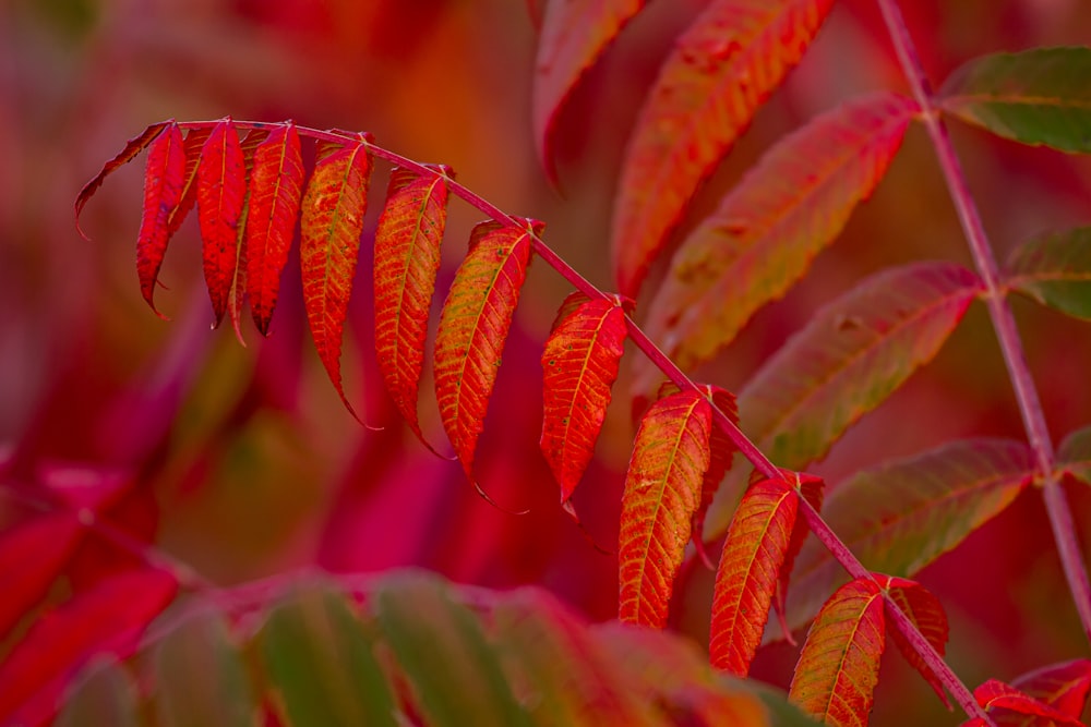 a close up of a tree with red leaves