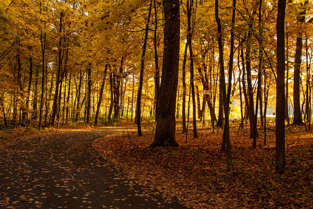 a path in the middle of a forest with lots of leaves on the ground