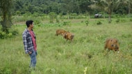A farmer inspecting livestock in a field.