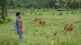 A farmer using a smartphone in a lush green field with cows grazing nearby