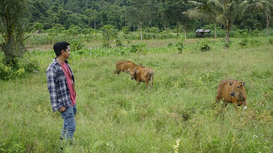 A farmer inspecting healthy cattle in a green pasture