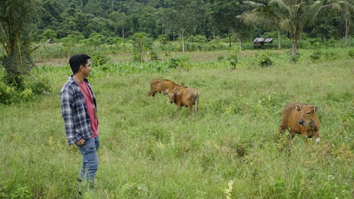 A friendly farmer standing in a green pasture with cows grazing in the background.