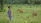 Photo of a young man using a tablet outdoors on a small farm with cows grazing nearby.