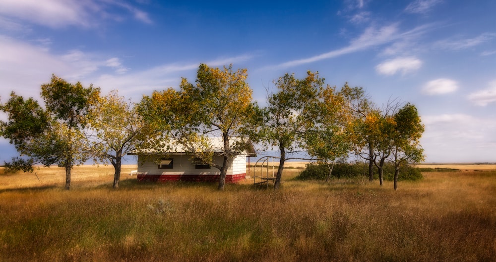 a tree in a grassy field