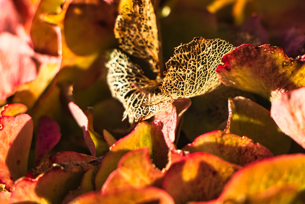 a close up of a leaf on a plant