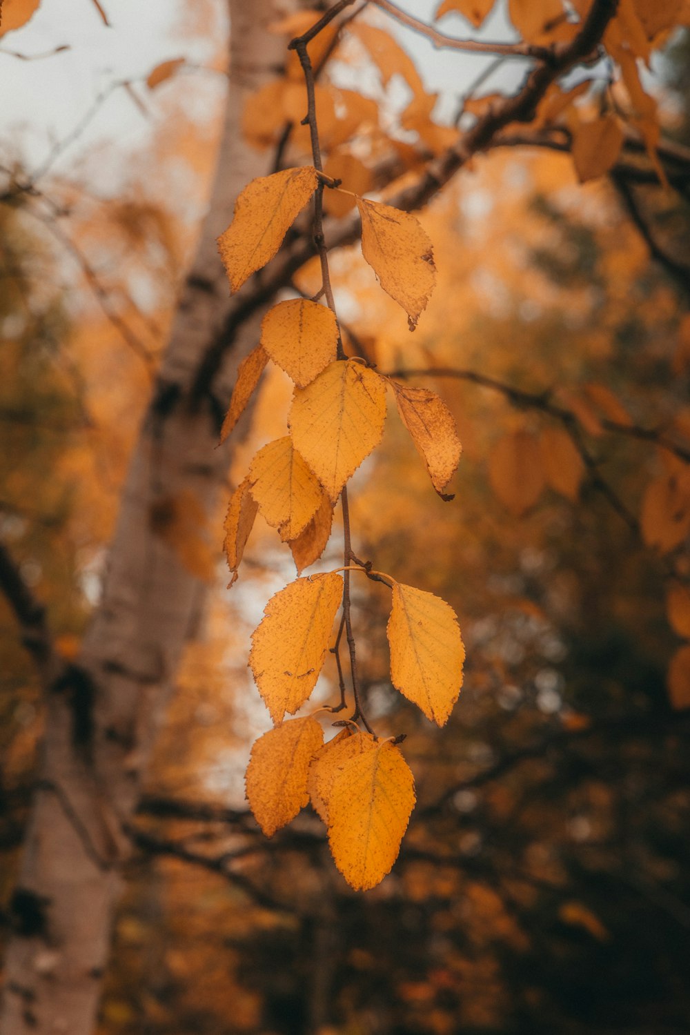 an orange hanging from a tree