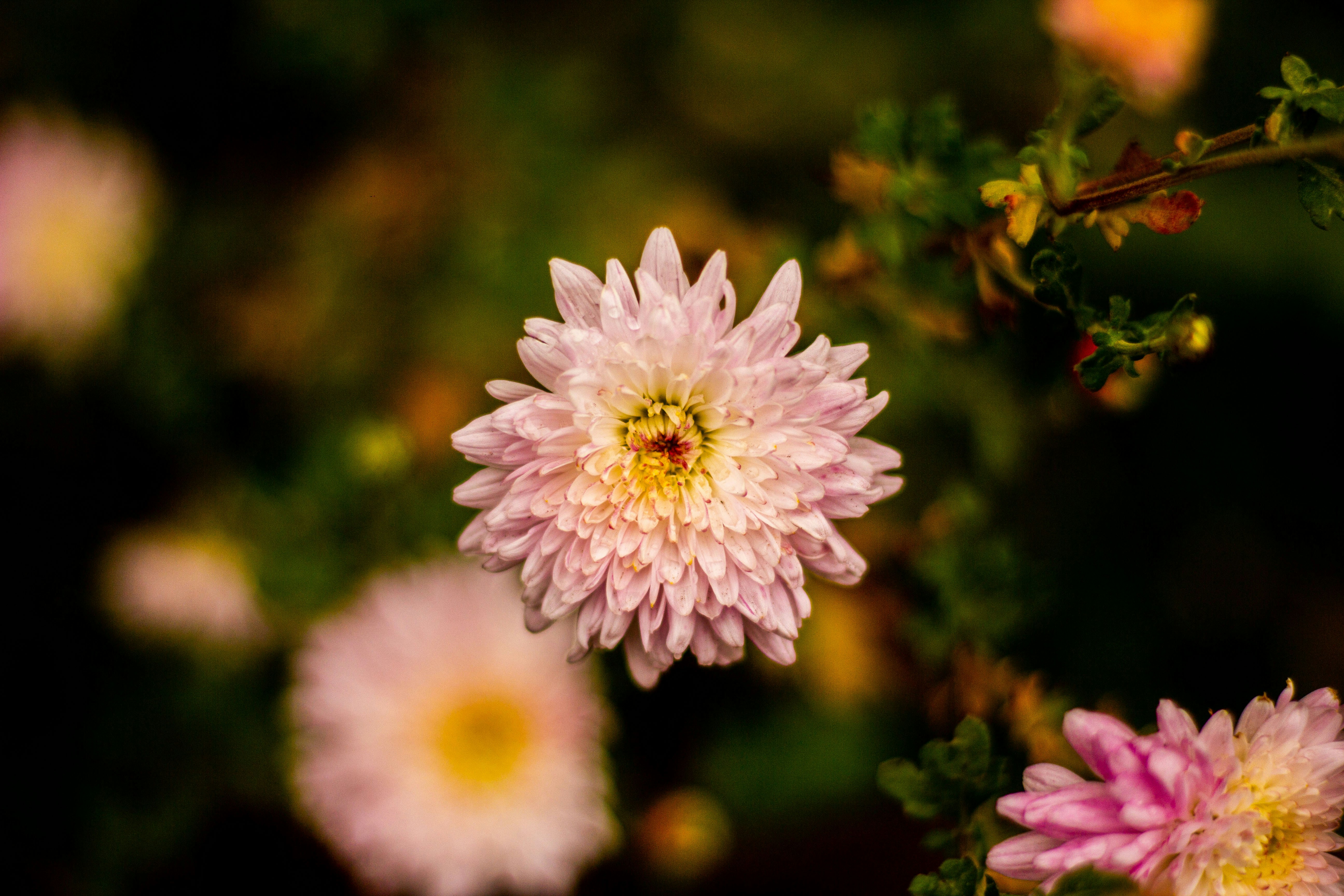 Photo by nocturnal_corvus