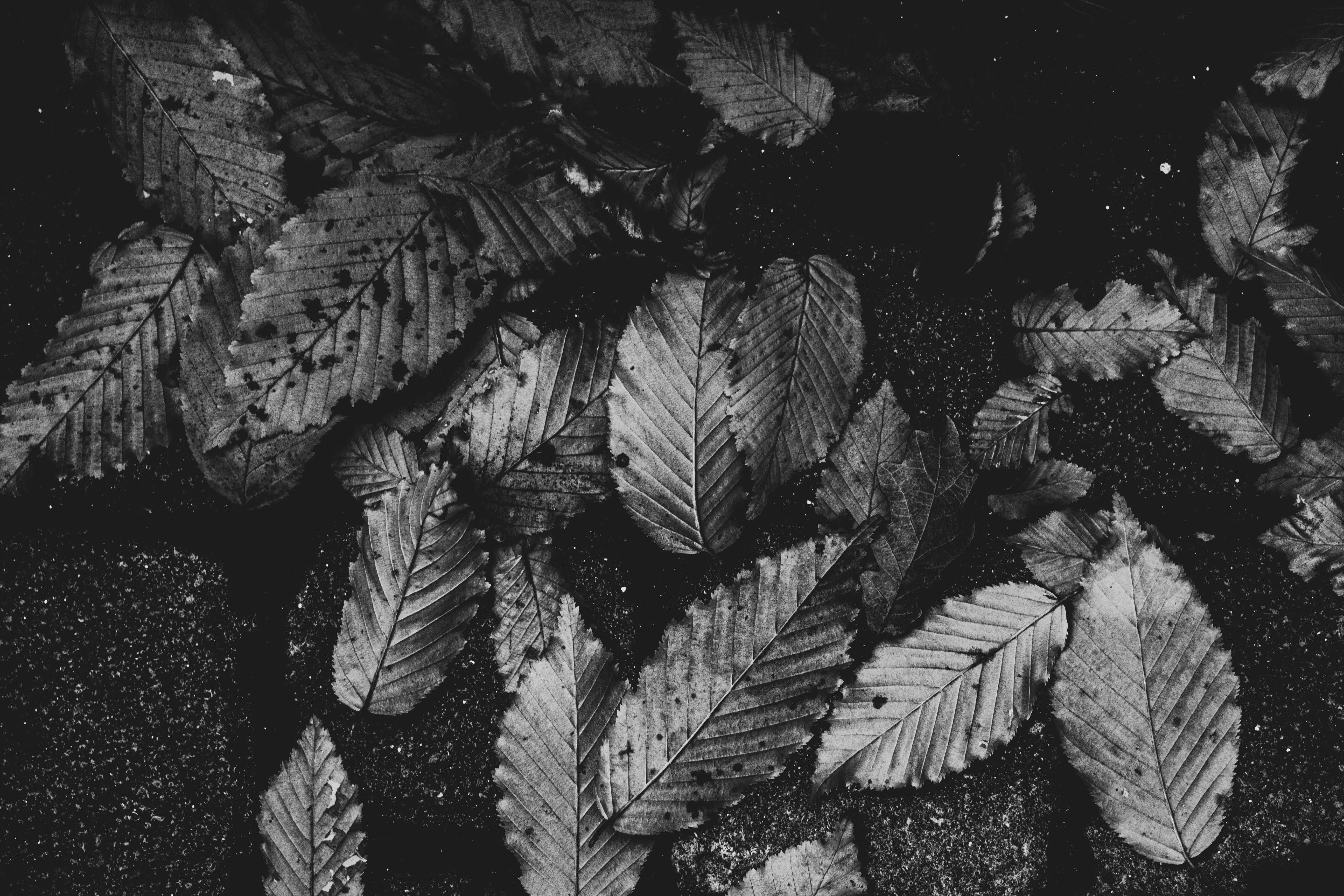 Photo by nocturnal_corvus