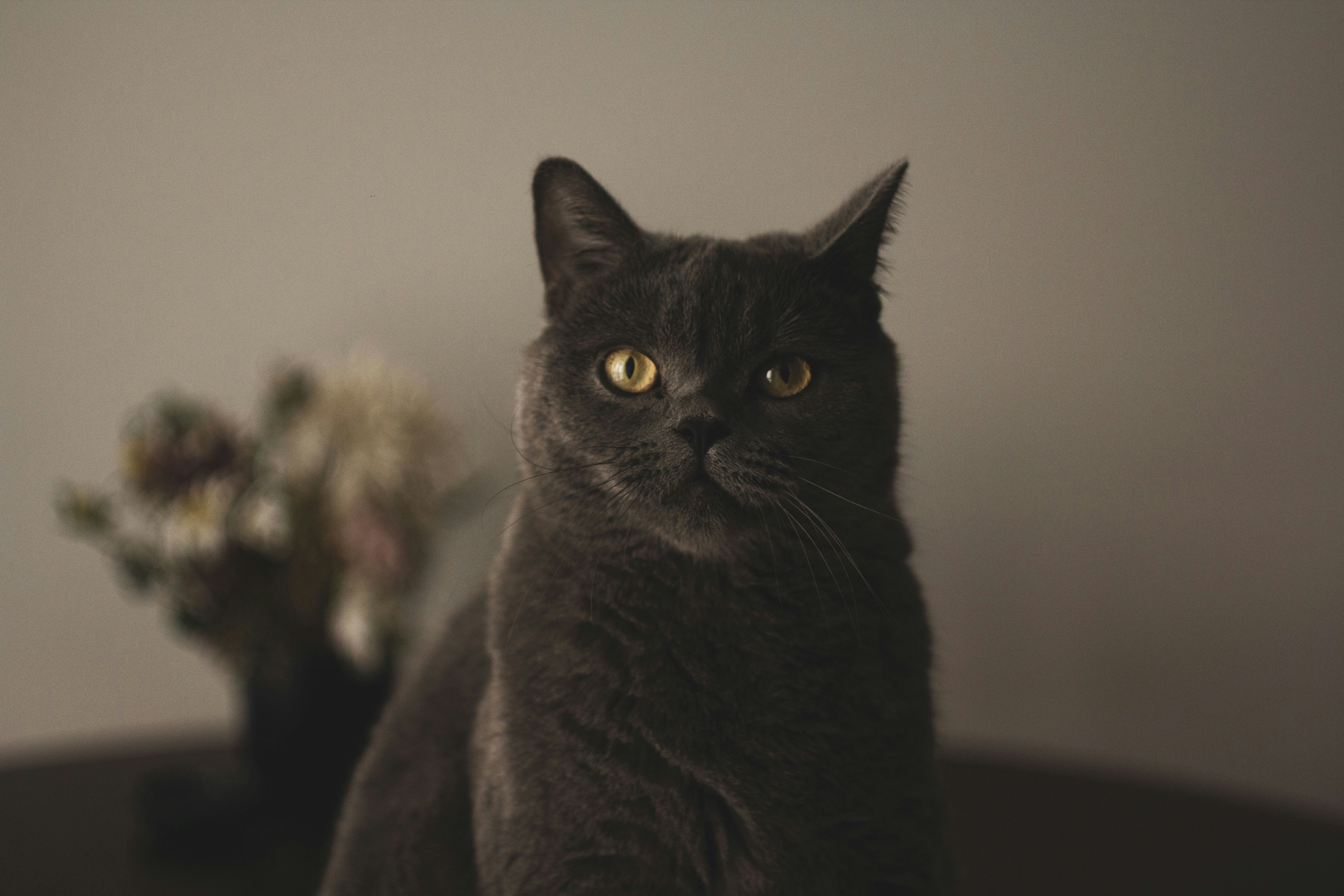 Photo by nocturnal_corvus