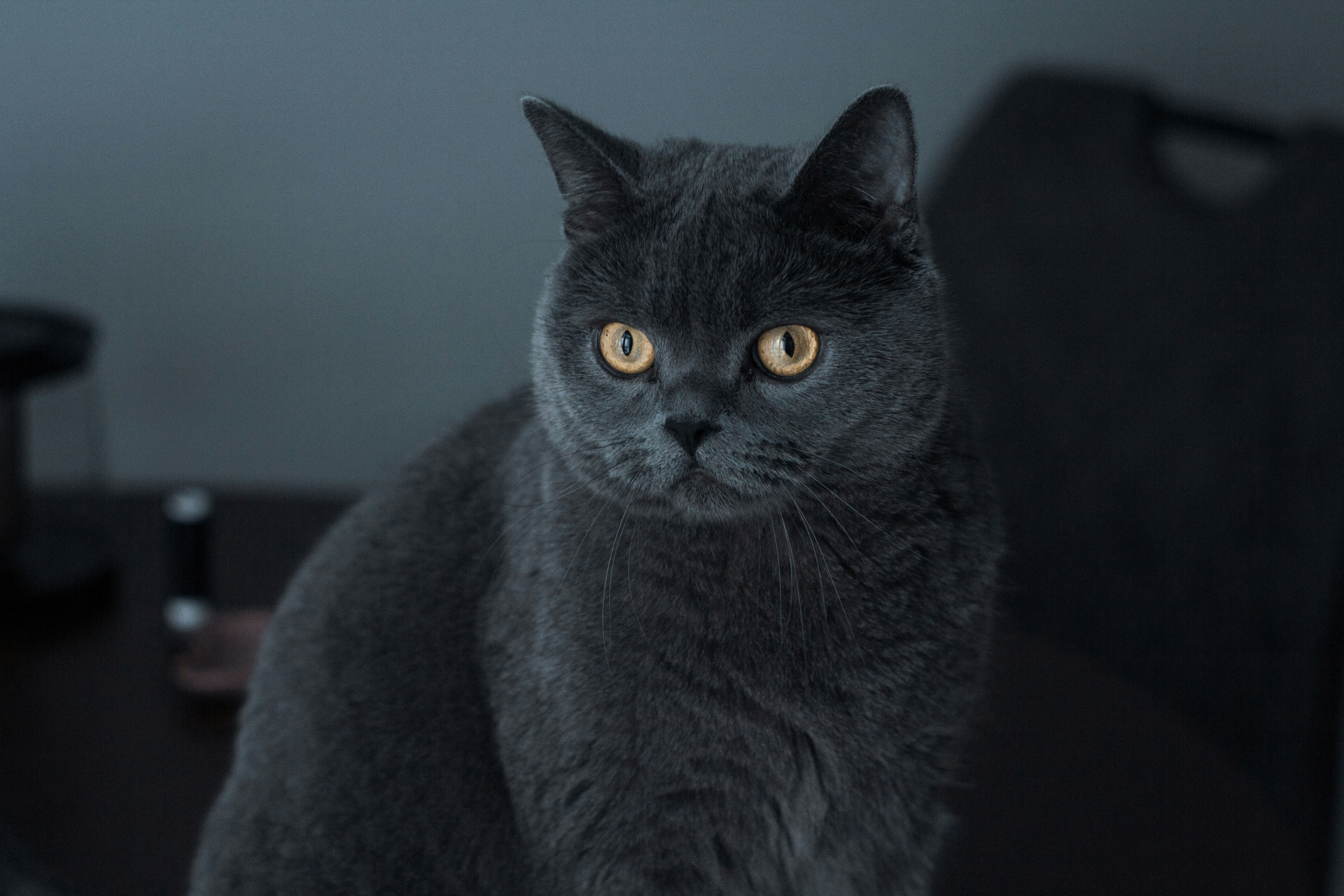 Photo by nocturnal_corvus