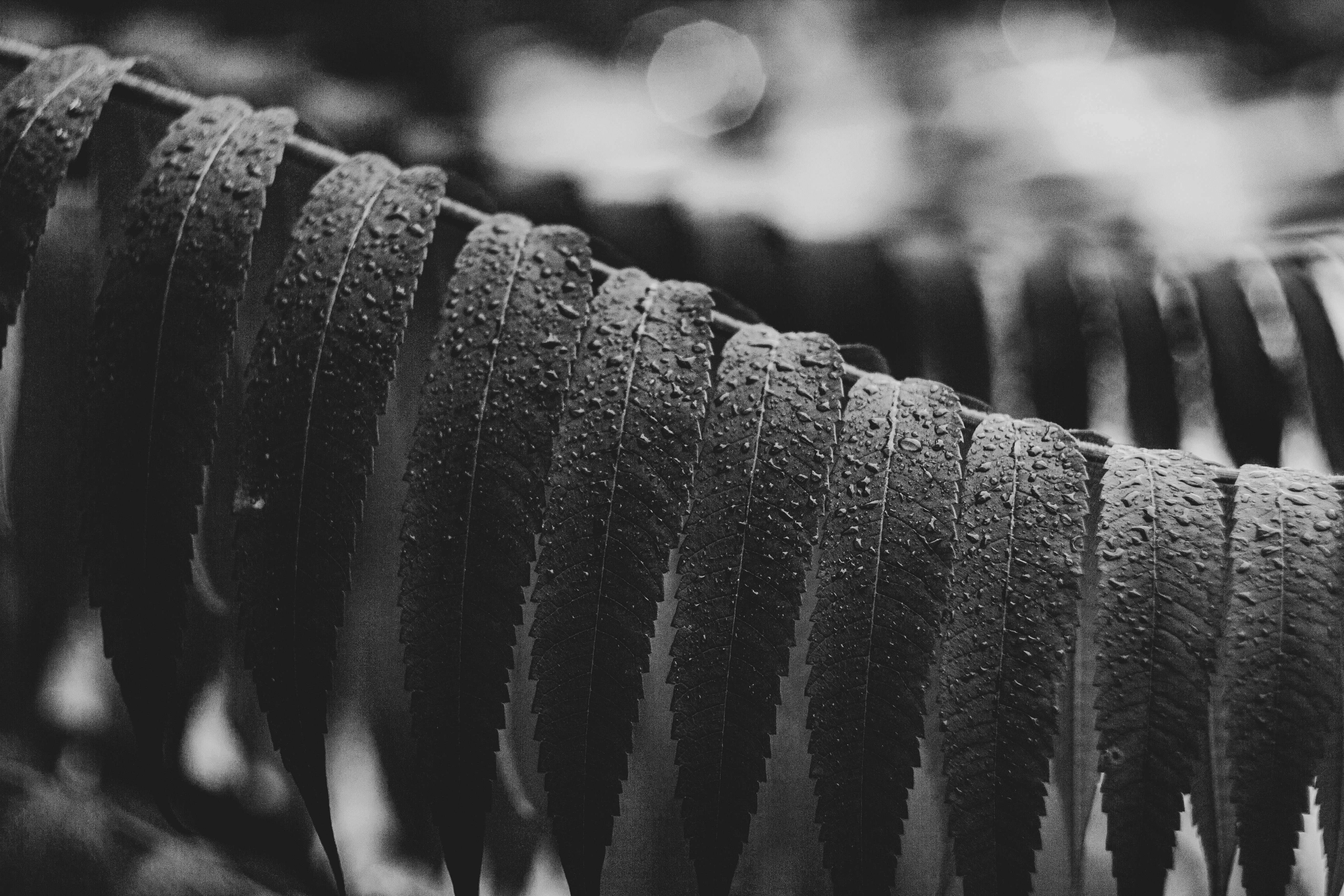 Photo by nocturnal_corvus