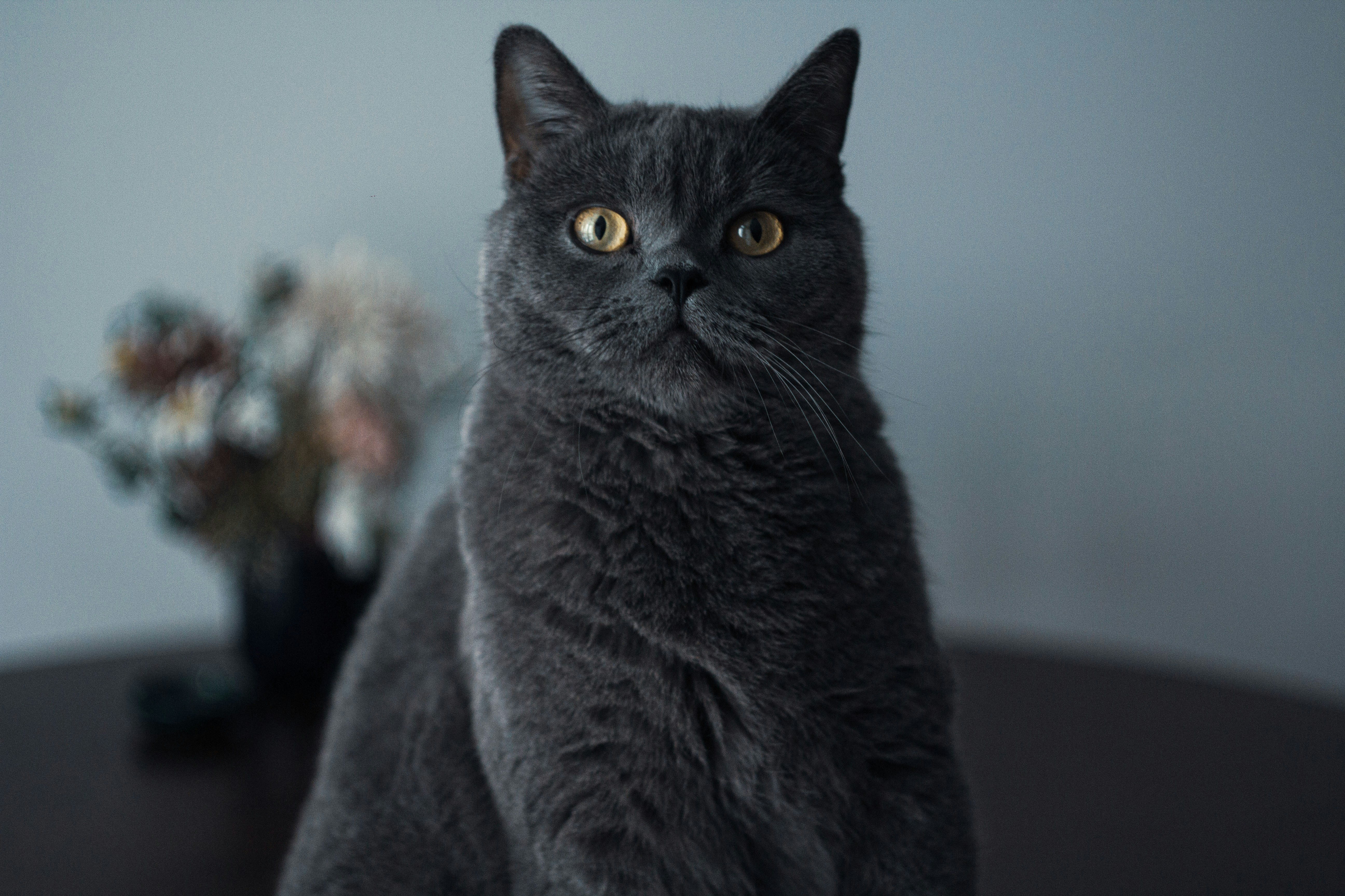 Photo by nocturnal_corvus